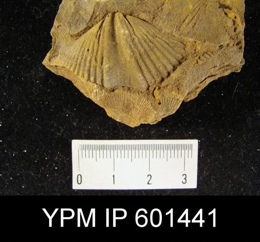Brachyspirifer carinatus rhenanus