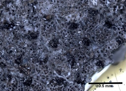 Cribrilina punctata