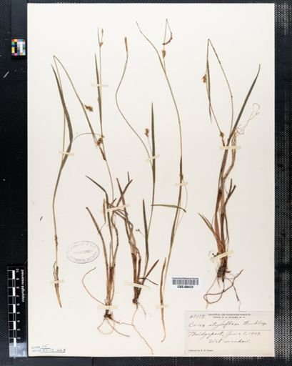 Carex styloflexa