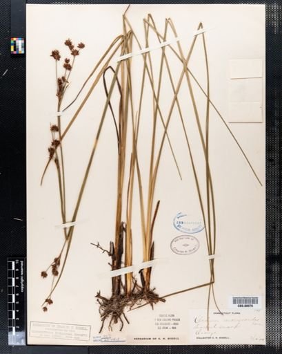 Cladium mariscoides