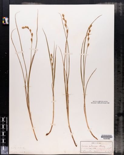 Carex silicea