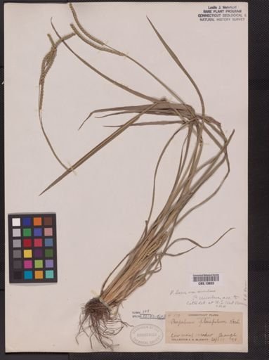 Paspalum laeve