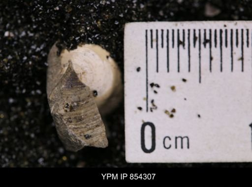 Limopsis striatopunctatus