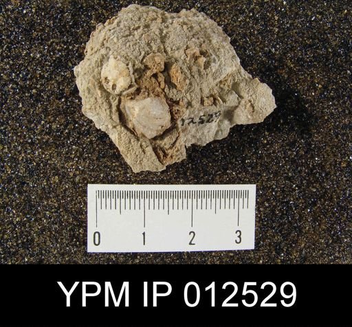 Pugnoides texanus