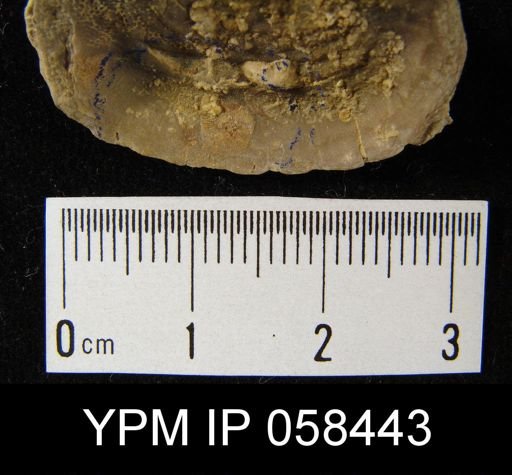 Crania sp.