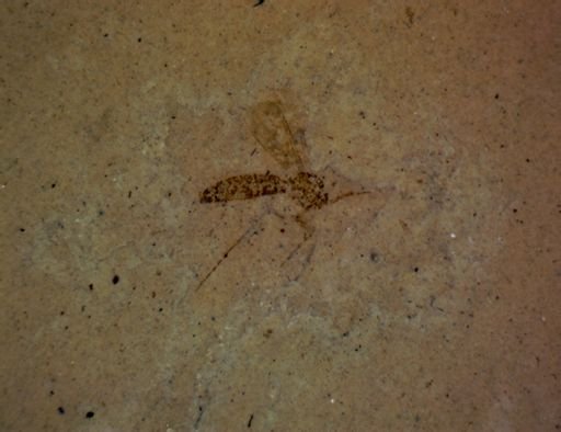 undet. Diptera
