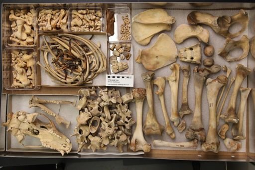 Ursus maritimus