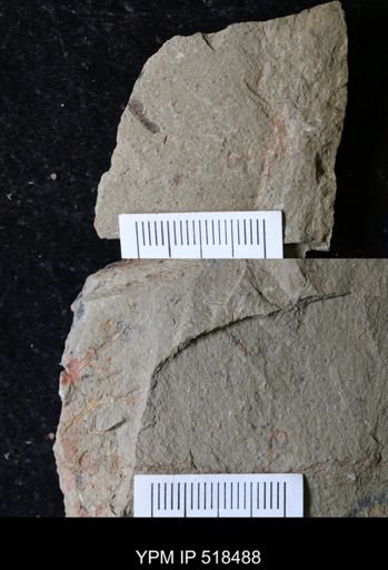undet. Graptolithina