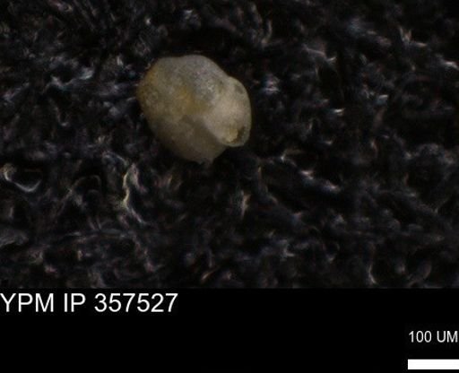 undet. Foraminiferida