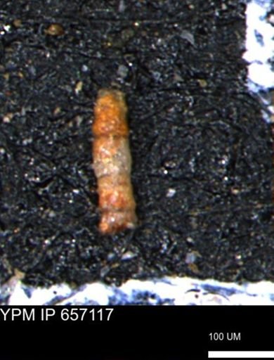 Ammobaculoides phaulus
