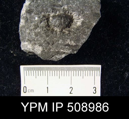 Huenella sp.