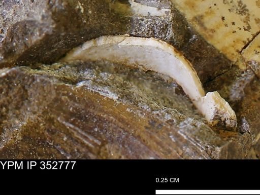 undet. Bivalvia