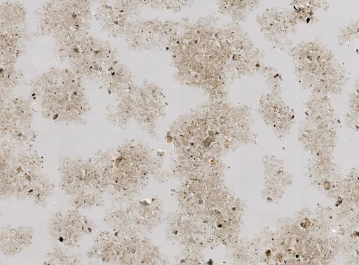 Stromatospongia