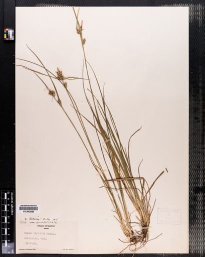 Carex viridula