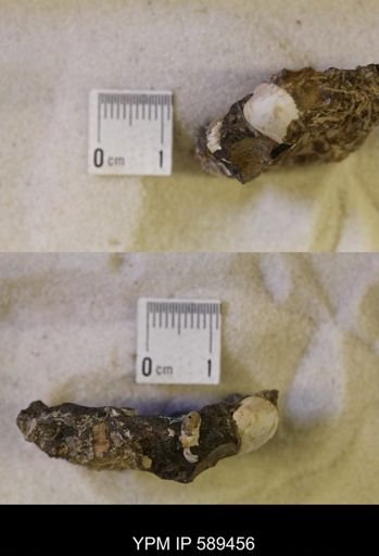 undet. Scaphitidae