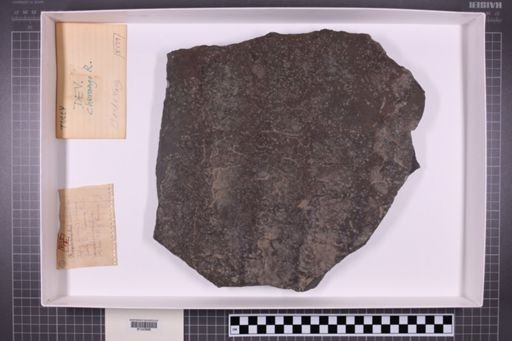 mixed taxa, stratigraphic collection