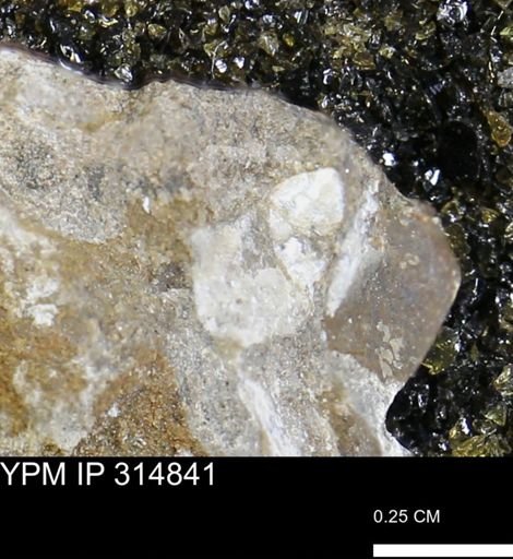 undet. Mollusca