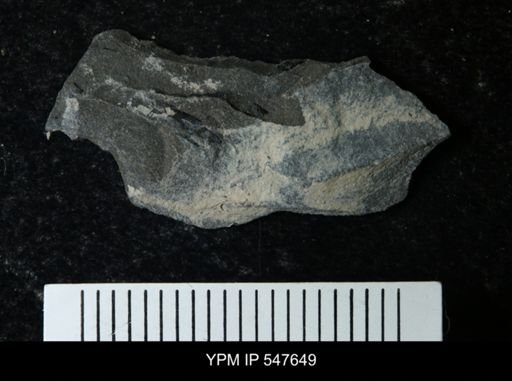 undet. Eurypterida