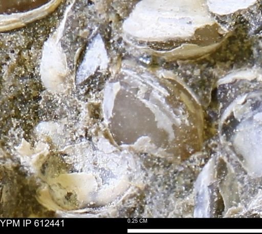 Protocardia subquadrata