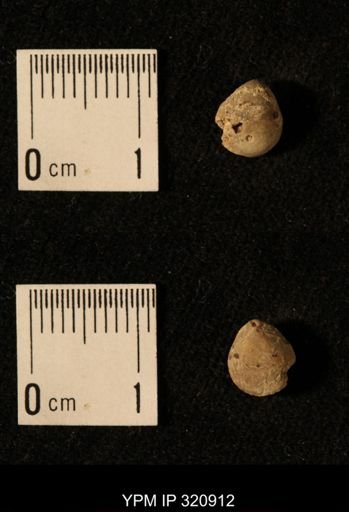 Dielasma elongatum