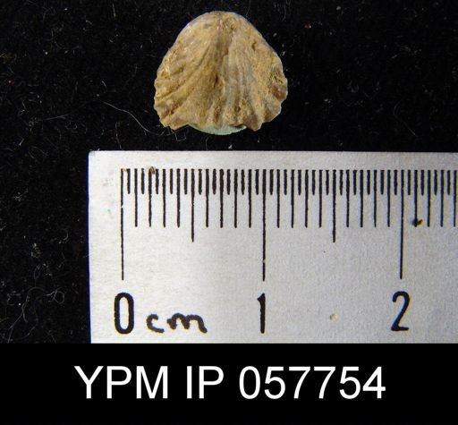Camarotoechia transversa