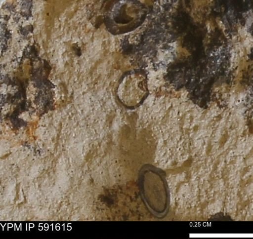 Serpulidae