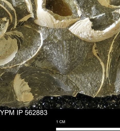 Oxytoma (Hypoxytoma) nebrascana