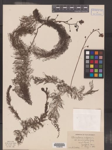 Utricularia vulgaris