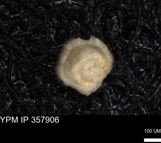 undet. Foraminiferida