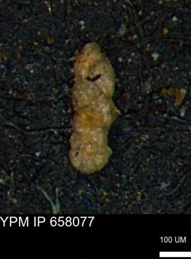 Ammobaculoides phaulus