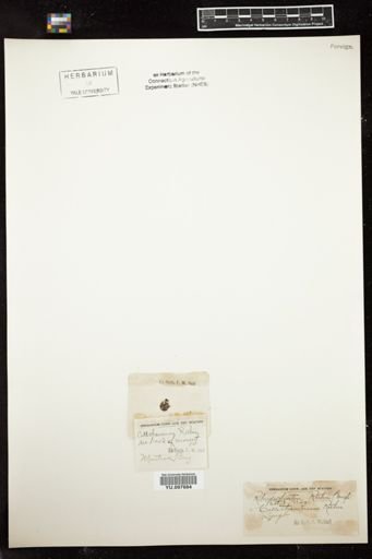 Rhodochorton rothii