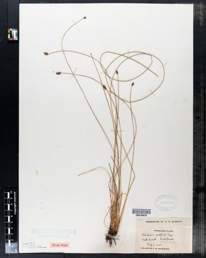 Eleocharis rostellata