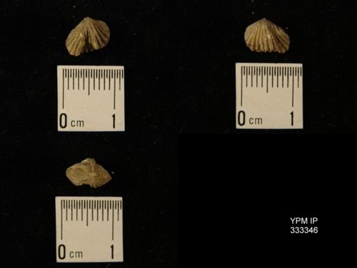 Rhynchotrema?