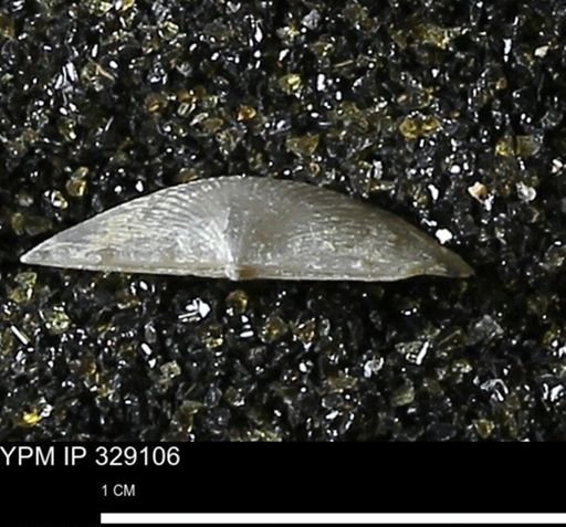 Chonetes scitulus