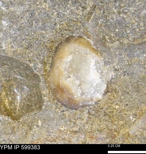 Protocardia subquadrata
