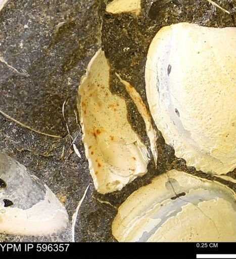 Limopsis? striatopunctatus