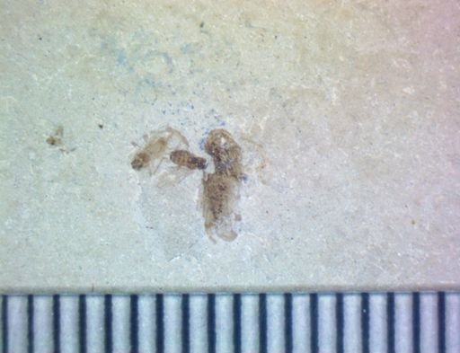 undet. Hemiptera