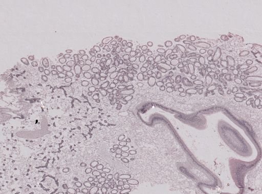 Crassostrea virginica