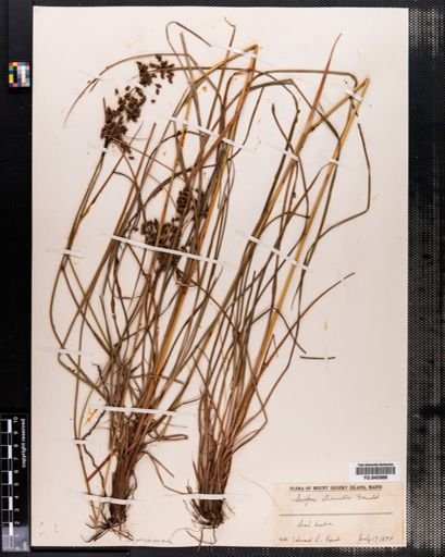 Scirpus atrocinctus