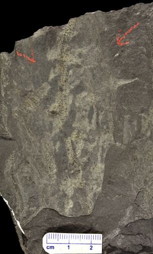 Drepanophycus sp.