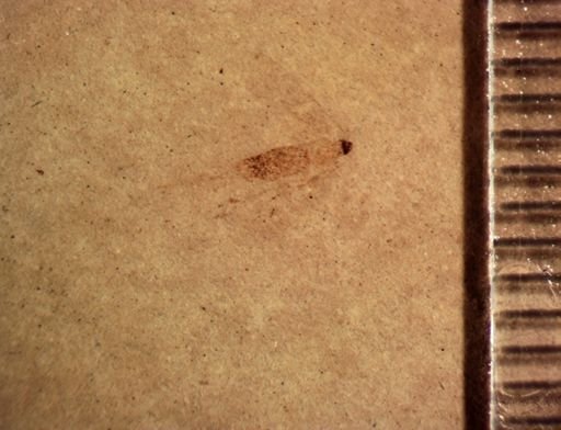 undet. Diptera