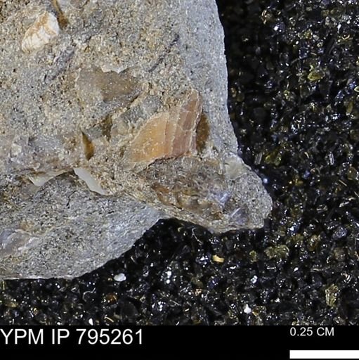 undet. Bivalvia