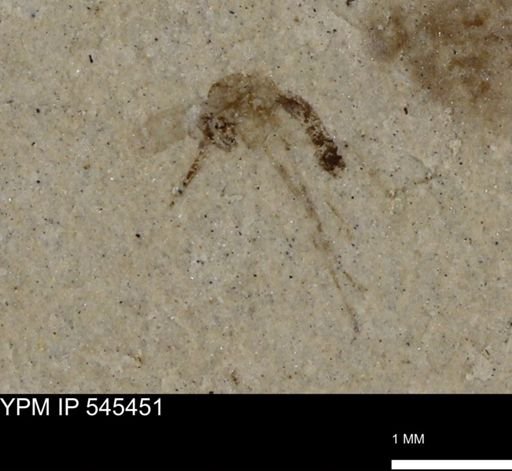 undet. Diptera