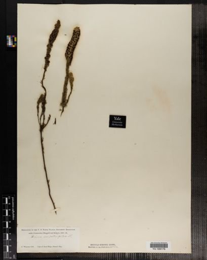 Plantae