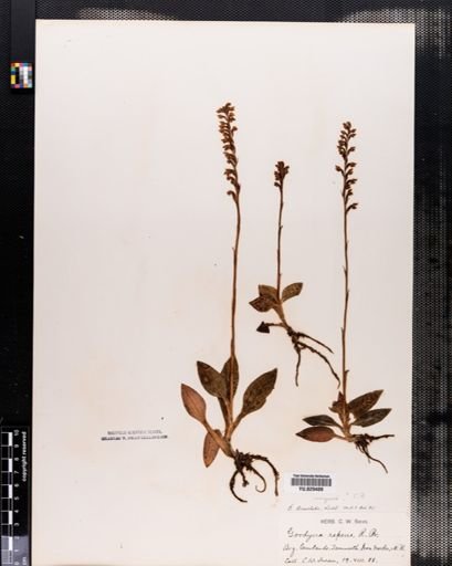 Goodyera tesselata