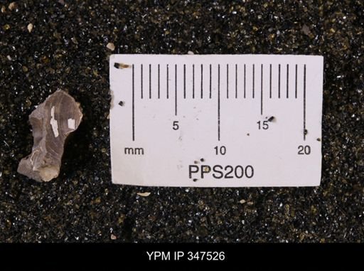Limopsis striatopunctatus