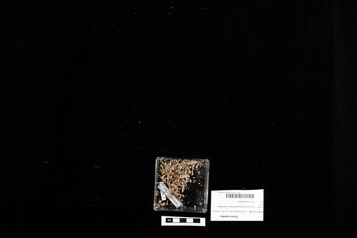 Timon lepidus