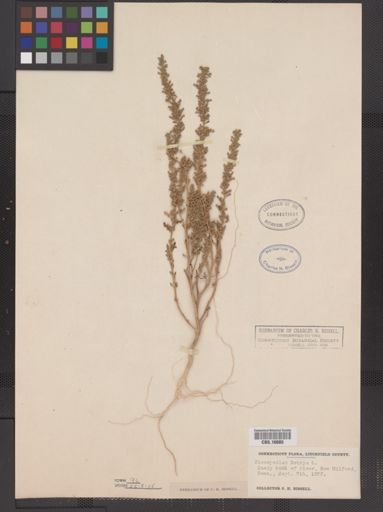Chenopodium botrys
