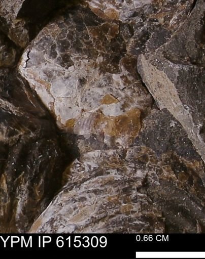 Inoceramus sp.