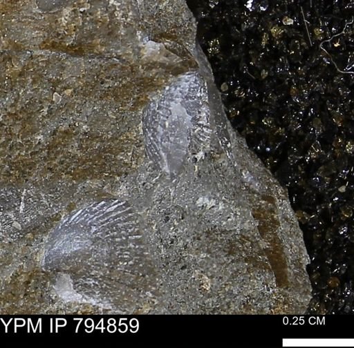 Oxytoma (Hypoxytoma) nebrascana
